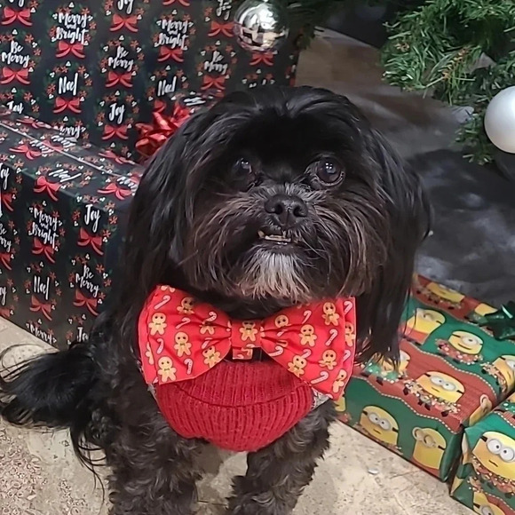Gingerbread and Candy Cane Dog Bow Tie - Picture 1 of 7